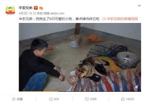 微博-华农兄弟