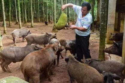 [农村养殖加盟]2021年农村种植养殖创业的好项目