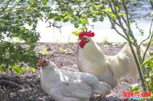 [农村赚钱门路]在农村创业做生态养殖土鸡的前景怎么样，农村创业好项目