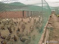 十大暴利养殖业(2020年农村养什么最赚钱的13个项目)