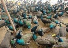 十大暴利养殖业(2020年农村养什么最赚钱的13个项目)